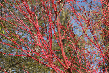 Acer palmatum Sangokaku 15 litre - image 2