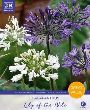 Agapanthus Lily Of The Nile Promo Pack