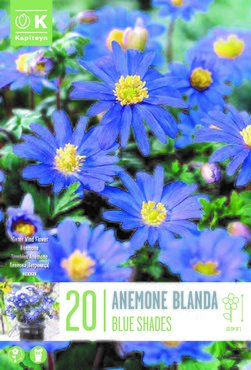 Anemone Blanda Blue Shades x 20