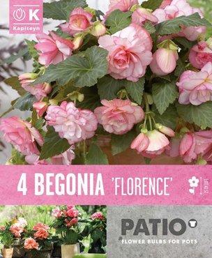 Begonia Cascade Floreance