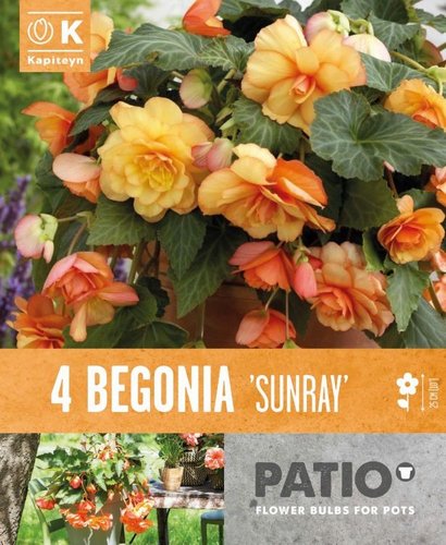 Begonia Cascade Sunray