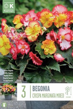 Begonia Crispa Marginata