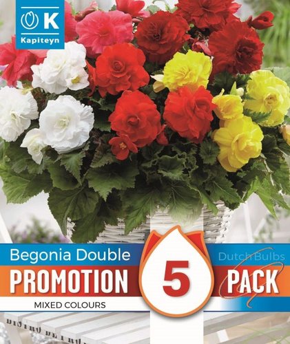 Begonia Double Flowering Mix Promo Pack