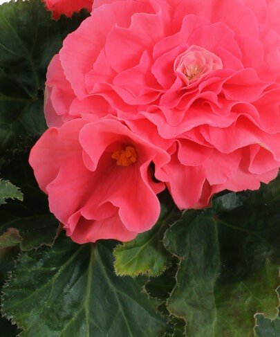 Begonia Non Stop Pink 1 Litre