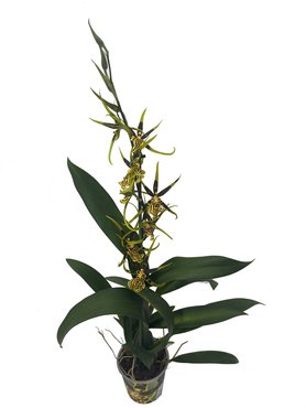 Brassia Mystic Maze Orchid (1 Branch) - image 1