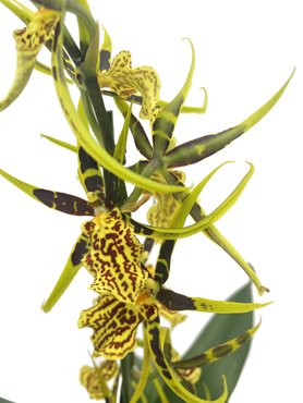 Brassia Mystic Maze Orchid (1 Branch) - image 2