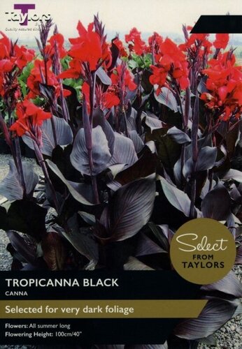 Canna Tropicanna Black