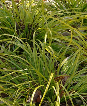 Carex Everillo 2 Litre