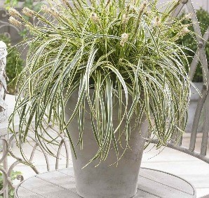 Carex Feathered Falls 2 Litre