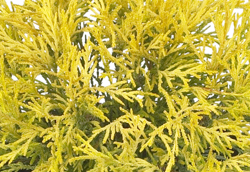 Chamaecyparis Filifera Aurea 1 litre