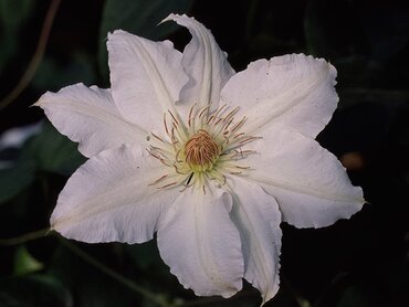 Clematis Hyde Hall 3 Litre