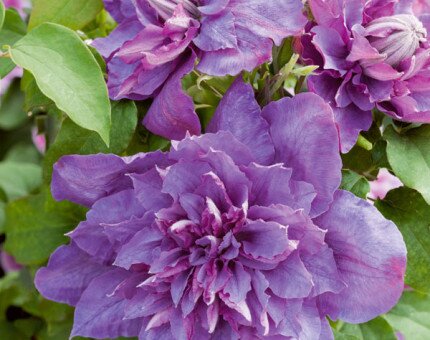 Clematis Vyvyan Pennell 3 Litre