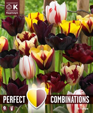 Combi Tulip Mystic Blend x 15