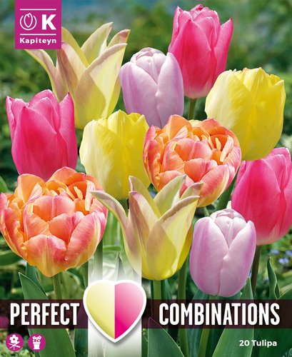 Combi Tulip Soft Tones x 20