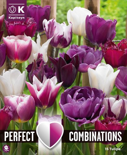 Combi Tulip Violet & White Blend x 15