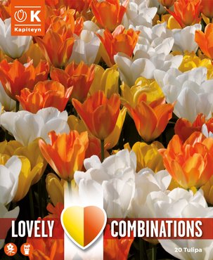 Combi Tulip White Yellow & Orange x 20