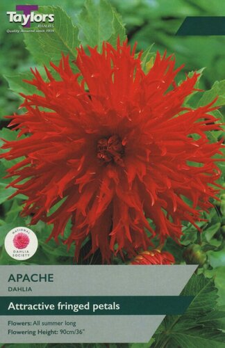 Dahlia Apache