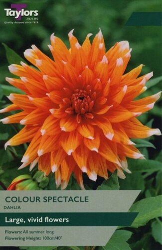 Dahlia Colour Spectacle