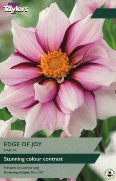 Dahlia Edge Of Joy