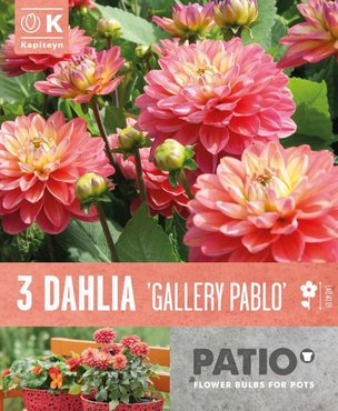 Dahlia Gallery Pablo