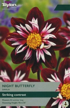 Dahlia Night Butterfly