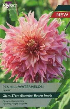 Dahlia Penhill Watermelon