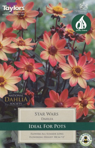 Dahlia Star Wars