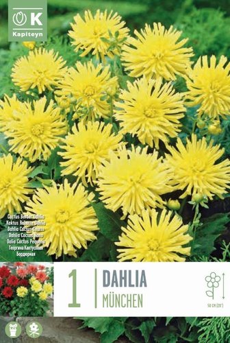 Dahlia Yellow Happiness