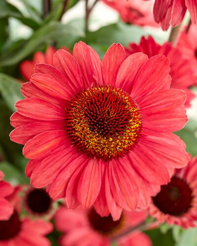 Echinacea Sunseekers Red 3 Litre