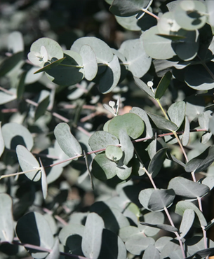 Eucalyptus Gunnii Multi-Stem 7.5 Litre