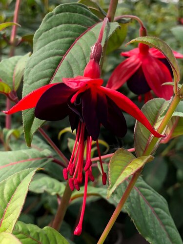 Fuchsia Lady Boothby 3 Litre