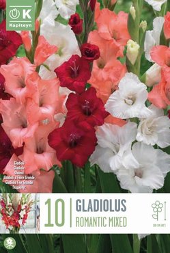 Gladiolus Romantic Mixed