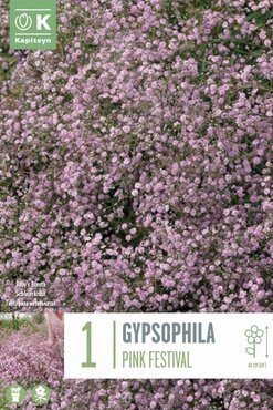 Gypsophila Paniculata Pink Festival