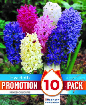 Hyacinths Mixed Promo Pack