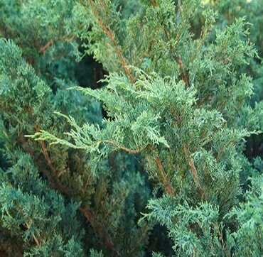 Juniperus Blue Alps 4.6 Litre