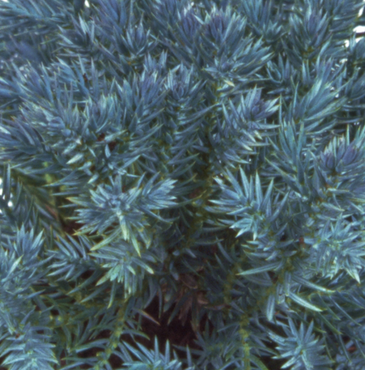 Juniperus Blue Star 2.3 Litre