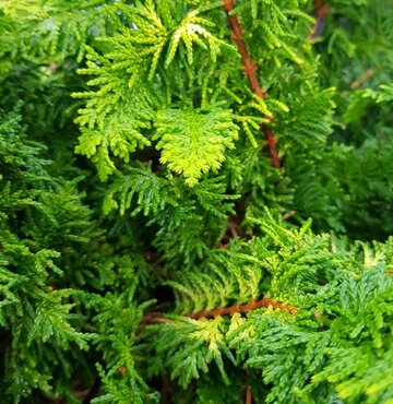 Juniperus Golden Saucer 4.6 Litre