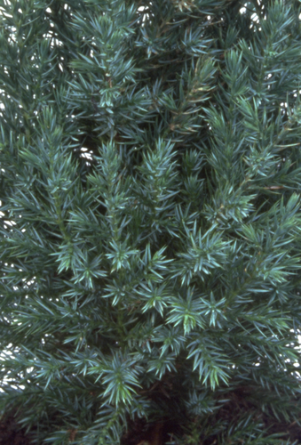 Juniperus Pyramidalis 1 litre