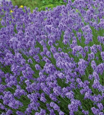 Lavender Hidcote 2.5 Litre