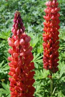 Lupin Towering Inferno 2 litre