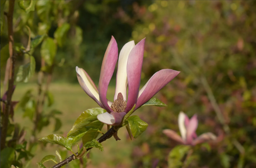 Magnolia Black Beauty 6 Litre