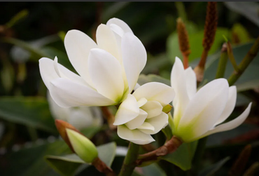 Magnolia Fairy White 4.6 Litre