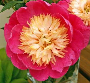 Paeonia Bowl Of Love 3.5 Litre