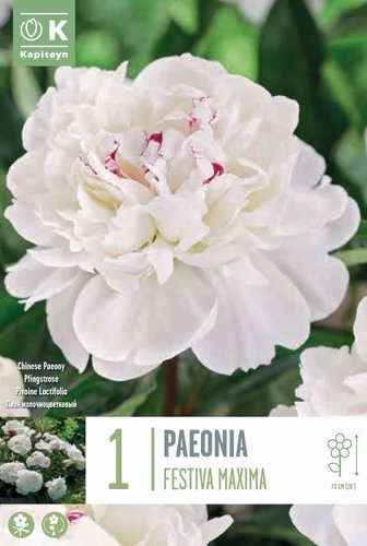 Paeonia Lactiflora Festiva Maxima