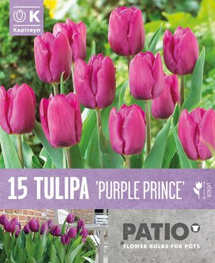 Patio Pack Tulip Triumph Purple Prince