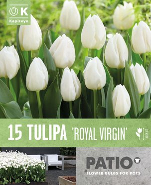 Patio Pack Tulip Triumph Royal Virgin