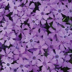 Phlox Purple Beauty 2 Litre