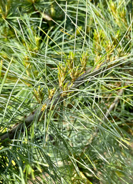 Pinus strobus Niagara Falls 10 Litre