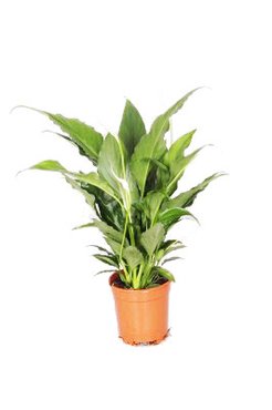 Spathiphyllum Sweet Chico (13cm pot)