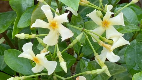 Trachelospermum Chilli & Vanilla 3 Litre